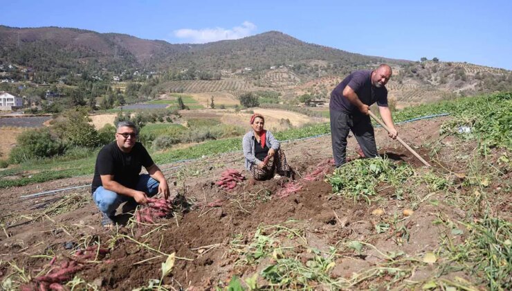 İsmi gibi tadıyla da dikkat çekiyor! Hasadı Antakya’da başladı: Tarlada tanesi 35 TL!