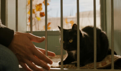 İspanya’da kara kedi sahiplenmek yasaklandı: İşte sebebi