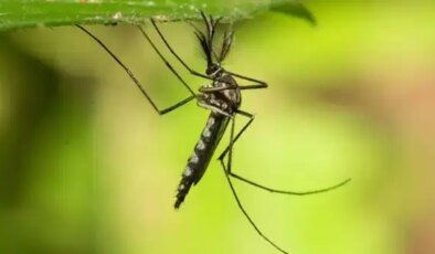 İzlanda’da ilk kez sivrisinek görüldü: ‘Son kale düştü’
