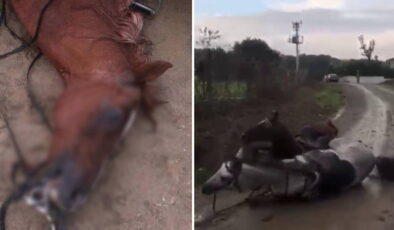 Kaçak çekilen elektrik hattında akıma kapılan 2 attan 1’i öldü