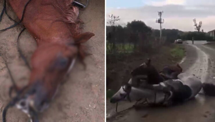 Kaçak çekilen elektrik hattında akıma kapılan 2 attan 1’i öldü