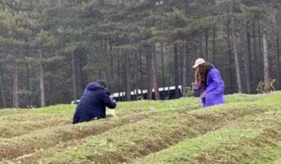 Karabük’te ‘mor altın’ hasadı: Kilosu 600 bin lira