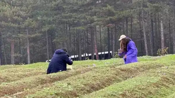 Karabük’te ‘mor altın’ hasadı: Kilosu 600 bin lira