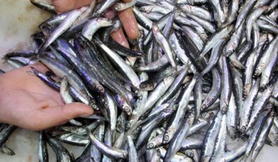 Karadeniz’den kasalarca hamsi çıktı: Hamsi fiyatı düştü