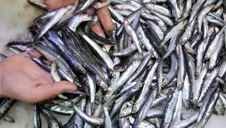 Karadeniz’den kasalarca hamsi çıktı: Hamsi fiyatı düştü