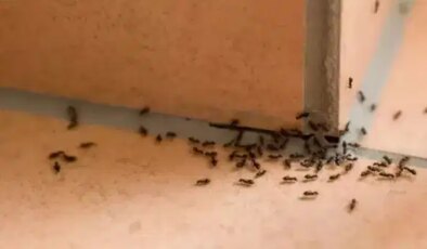 Karıncaları evden uzaklaştıran doğal yöntem: Kokusu kaçırmaya yetiyor