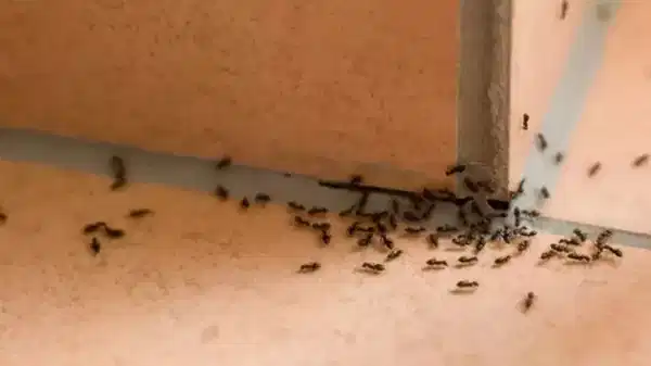 Karıncaları evden uzaklaştıran doğal yöntem: Kokusu kaçırmaya yetiyor