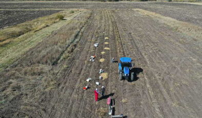 Kars’ta imece usulü hasat başladı: Zamanla yarışıyorlar! 800 ton rekolte…
