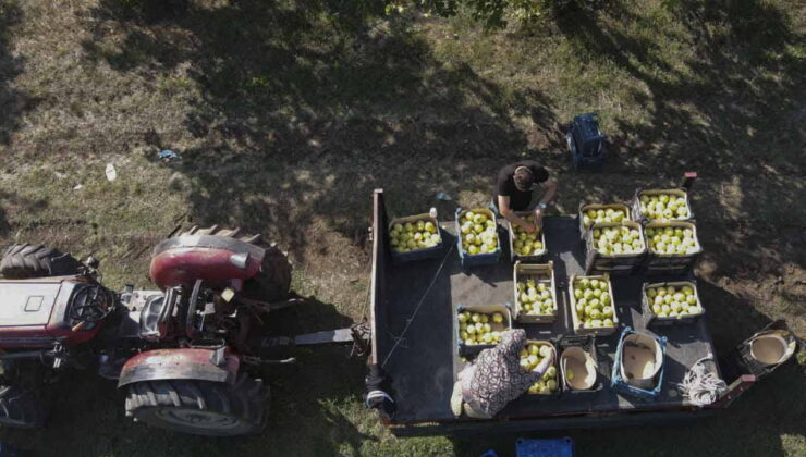 Kartepe’de hasat başladı: Daha sulu, daha yumuşak….