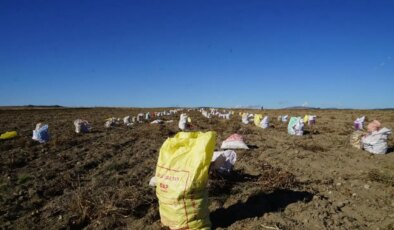 Kastamonu’da hasat devam ediyor: 205 üretici tarafından yetiştirildi…