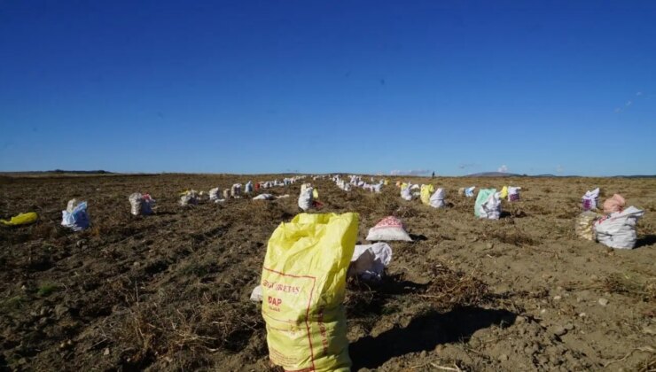 Kastamonu’da hasat devam ediyor: 205 üretici tarafından yetiştirildi…