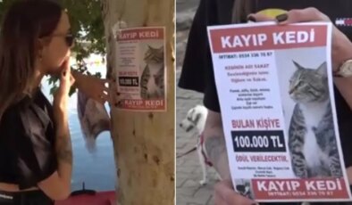 Kayıp kedisini bulana 100 bin lira ödül verecek
