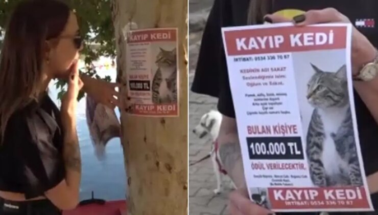 Kayıp kedisini bulana 100 bin lira ödül verecek