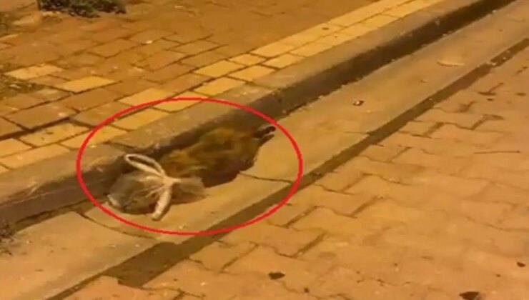 Kedinin başına poşet geçirip bağladılar