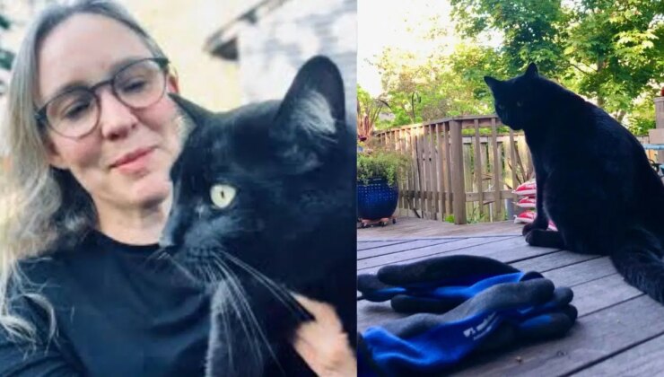 Kedinin ‘hırsızlık’ alışkanlığı komşuları şaşırttı: Sahibi bahçeye tabela astı