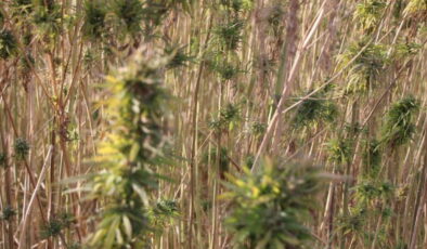 Kenevir hasadında hayal kırıklığı: Ekim alanı 6 bin 500 dekardan 850 dekara düştü