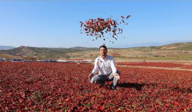 Kilis’te hasat sabahın ilk ışıkları ile başlıyor: 1500 dekar alanda yetişiyor!