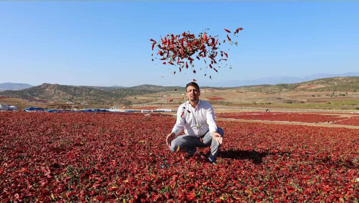 Kilis’te hasat sabahın ilk ışıkları ile başlıyor: 1500 dekar alanda yetişiyor!
