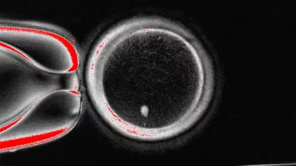 Kısırlık tedavisinde tarihi adım: Deri hücresinden yumurta üretilmeye başlandı