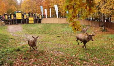 Kocaeli’de 7 kızılgeyik daha doğaya salındı