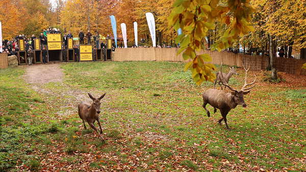 Kocaeli’de 7 kızılgeyik daha doğaya salındı