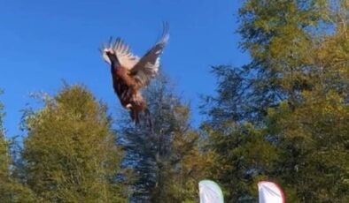 ‘Kokarca’ istilasına karşı 250 sülün doğaya salındı