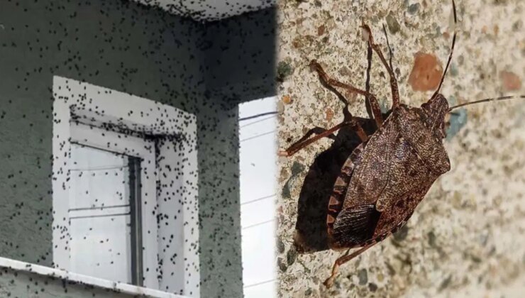 Kokarca sayısı zirvede: Uzmanı bahar aylarına dikkat çekti… ‘Yok etme şansımız yok’