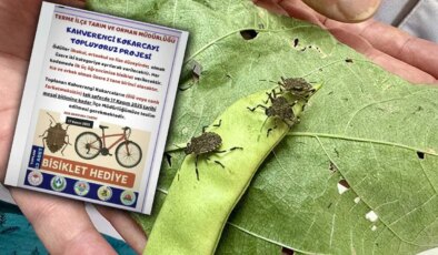 ‘Kokarca toplama’ projesine CHP’den tepki: ‘Bilimle mücadele edeceğimize, çocukları kullanıyoruz!’