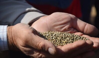 Konya Ovası’nda hasat başladı: Az su tüketiyor, yüksek gelir getiriyor!