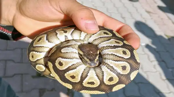 Konya’da cebinden yavru piton çıktı, para cezası verildi