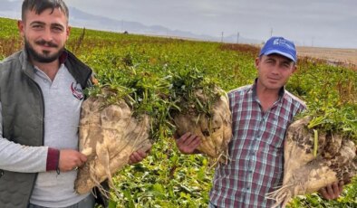 Konya’da hasada giden çiftçiler sürpriz ile karşılaştı: Tam 24 kilo…
