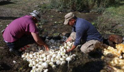 Köyün geçim kaynağı:  Önce hasat ediyorlar, sonra derede yıkıyorlar…