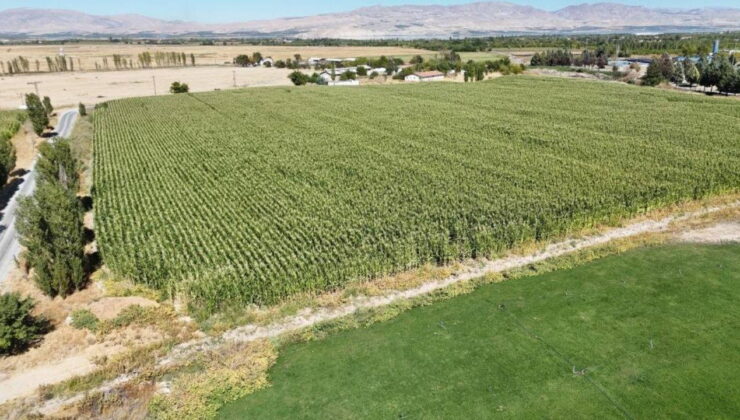 Malatya’da öğrenciler hasada başladı: 600 ile 700 ton arasında rekolte bekleniyor