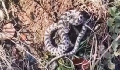 Mantar ararken dünyanın en zehirli yılanlarından engerekle karşılaştı