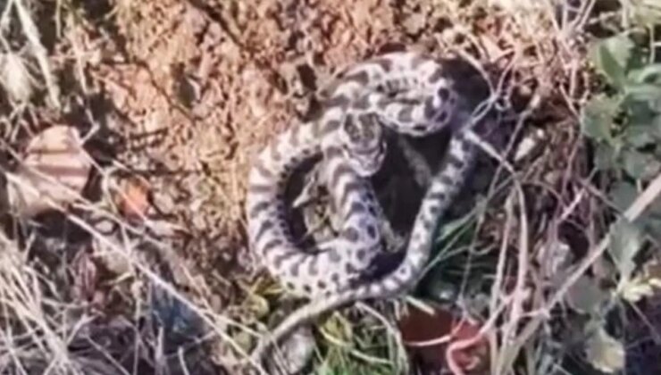 Mantar ararken dünyanın en zehirli yılanlarından engerekle karşılaştı