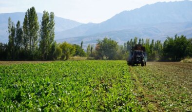 Mart ayında ekilmişti,  Erzincan’ın bereketli topraklarında hasat başladı!