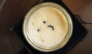 Michelin yıldızlı menüde! Bu yoğurt “karınca” ile mayalandı: Tarif Anadolu’dan…