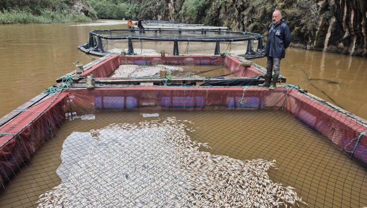 Muğla’da binlerce balık öldü: ‘Tüm balıklarımızı kaybettik’