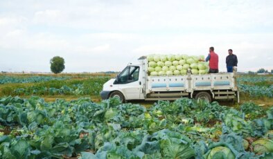 Muş Ovası’nda hasat başladı: 150 milyon liralık katkı bekleniyor