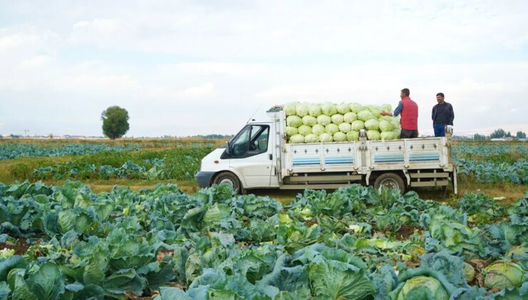 Muş Ovası’nda hasat başladı: 150 milyon liralık katkı bekleniyor