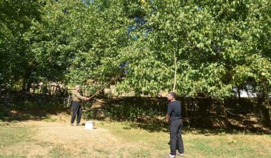 Muş’ta hasat başladı: Bin ton rekolte bekleniyor