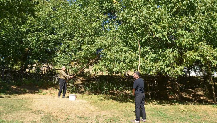 Muş’ta hasat başladı: Bin ton rekolte bekleniyor