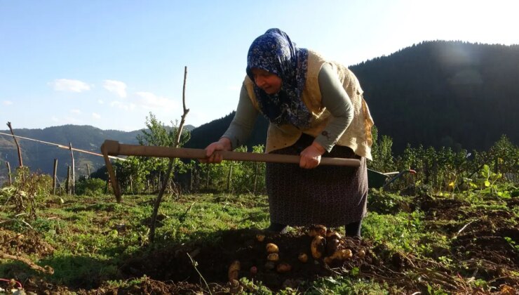 Nisan ayında ekilmişti, Kulakkaya Yaylası’nda hasat başladı!