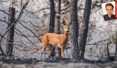OGM yangınla mücadelede sınıfta kaldı: Hava filosu büyüdü, yanan alanlar da arttı