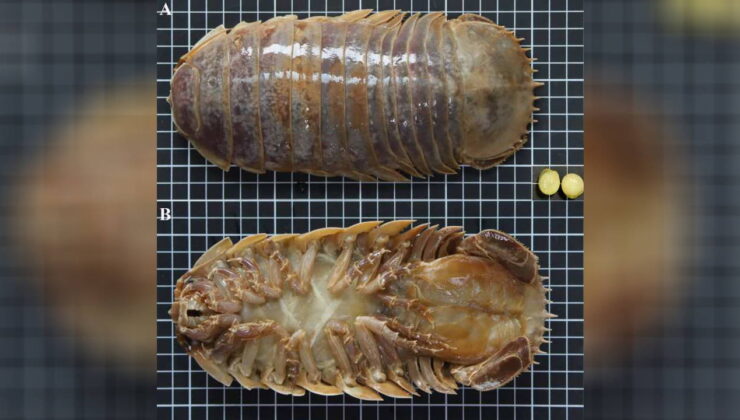 Okyanusun Karanlık Tarafı: Darth Vader’ın Adını Taşıyan Yeni Dev Deniz Böceği Türü