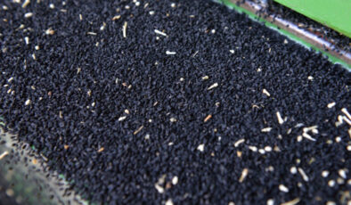 Ölümden başka her şeye deva: Çörek otu