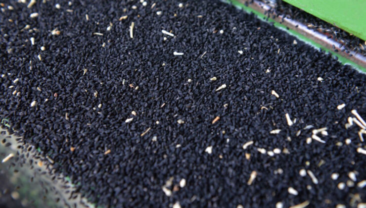 Ölümden başka her şeye deva: Çörek otu