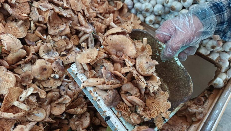 Ordu’da sofraların vazgeçilmezi: Kilosu 250 TL