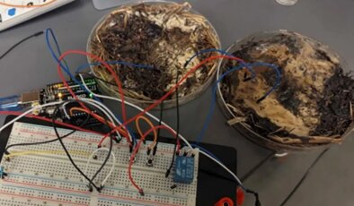 Organik bilgisayar bileşenleri! Mantardan bellek geliştirildi