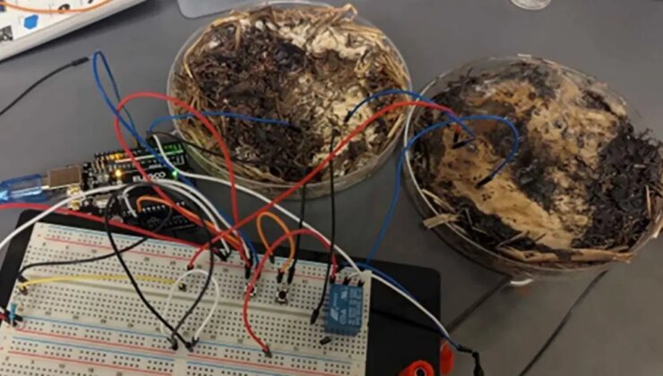 Organik bilgisayar bileşenleri! Mantardan bellek geliştirildi